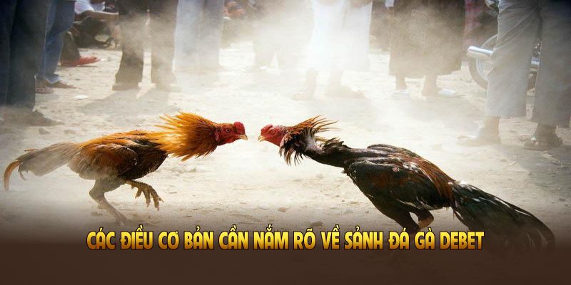 Các điều cơ bản cần nắm rõ về sảnh đá gà DEBET